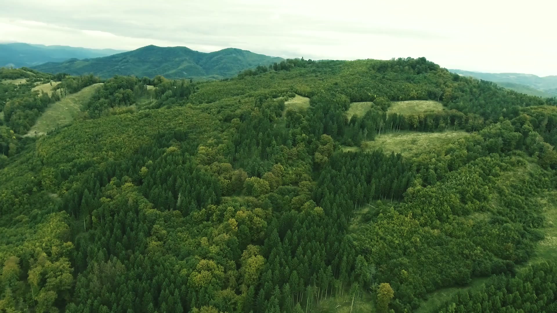 Aerial view of forest and grassland at golden hour